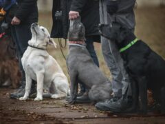 Steuerliche Bewertung von beruflich genutzten Hunden in Therapie und Training